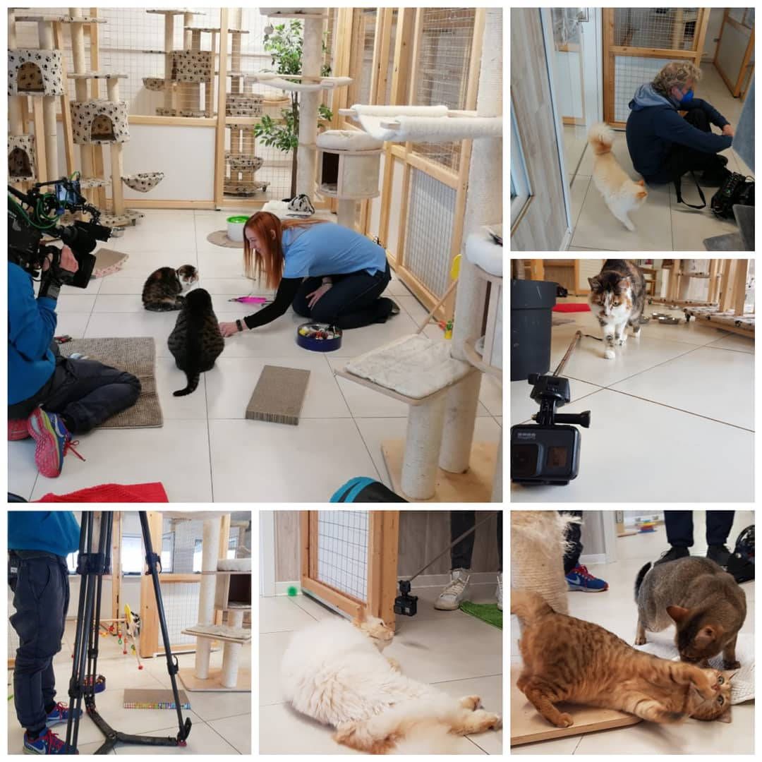 Eindrücke aus der Katzenpension während der Dreharbeiten zu Hund Katze Maus: Gruppenräume mit Kratzbäumen und spielende Katzen
